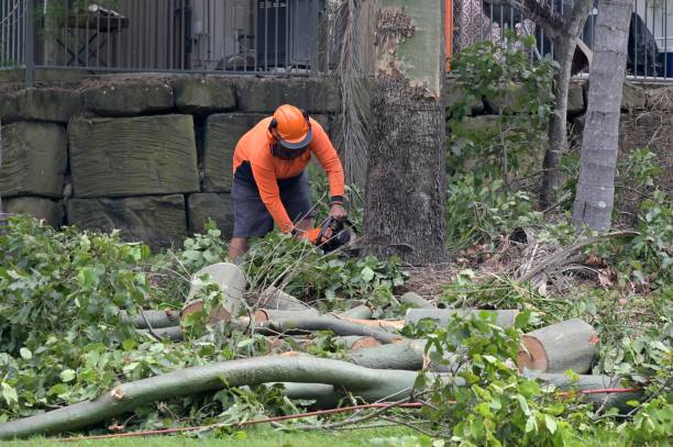 Best Tree Disease Treatment  in West Hills, NY
